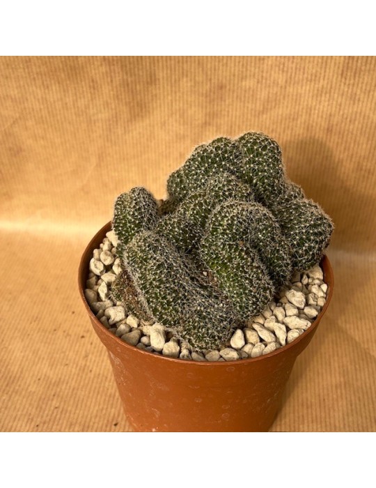 LOBIVIA densispina f. cristata