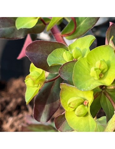 EUPHORBIA amygdaloïdes purpurea