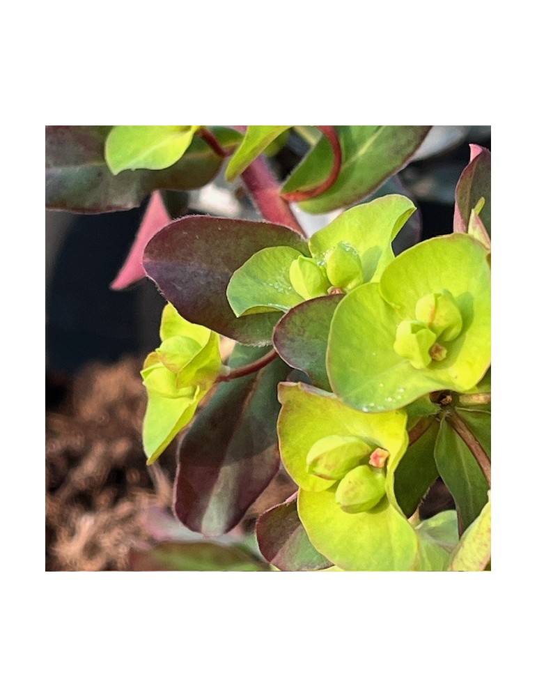 EUPHORBIA amygdaloïdes purpurea