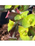 EUPHORBIA amygdaloïdes purpurea