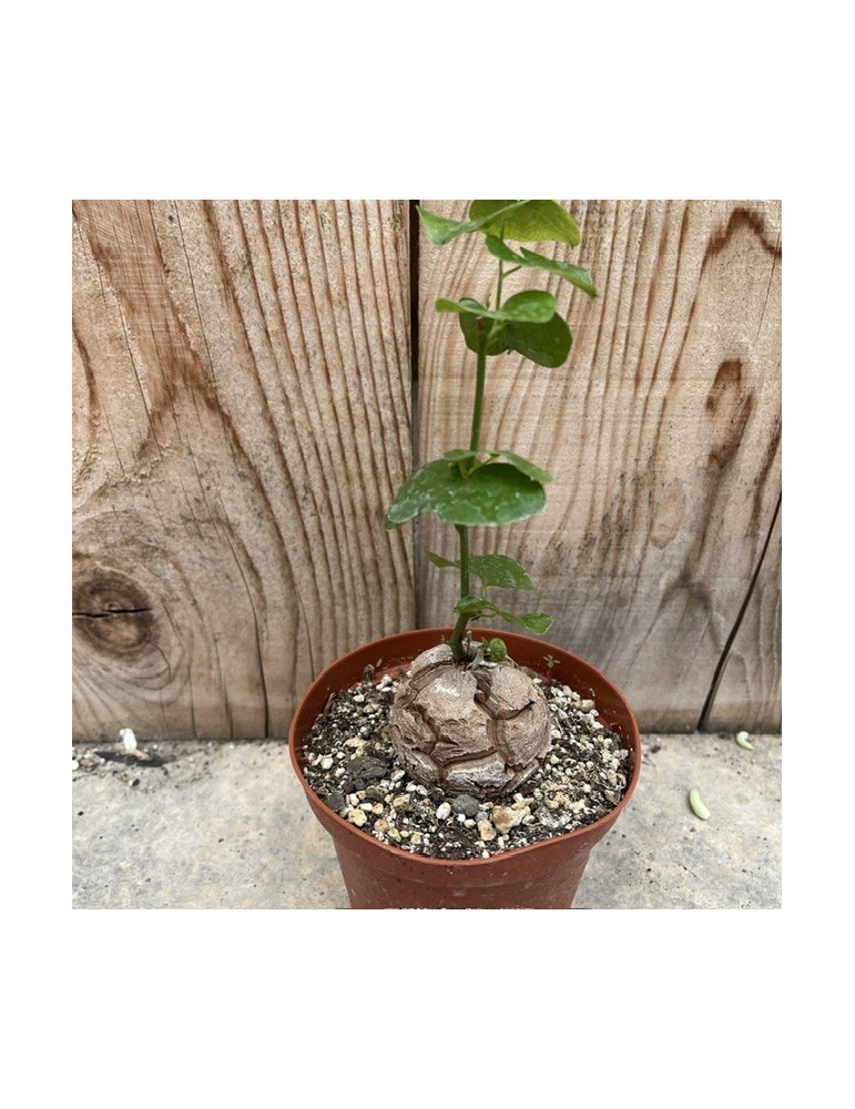 DIOSCOREA elephantipes