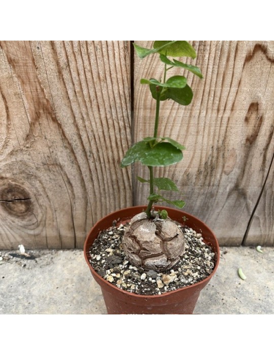 DIOSCOREA elephantipes