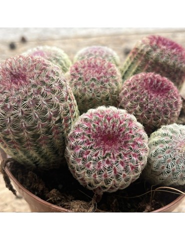 ECHINOCEREUS rigidissimus v. rubrispinus