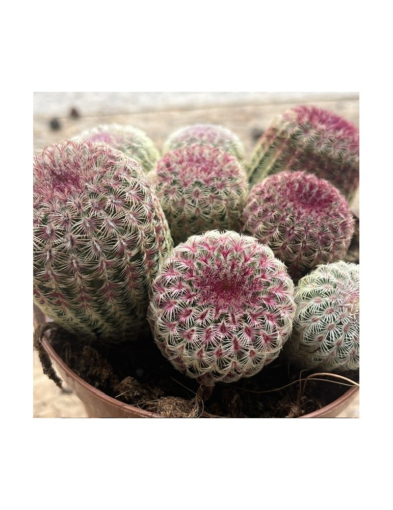 ECHINOCEREUS rigidissimus v. rubrispinus