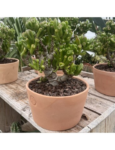 CRASSULA ovata cv hobbit 2