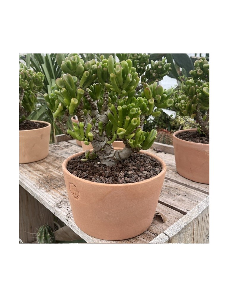 CRASSULA ovata cv hobbit