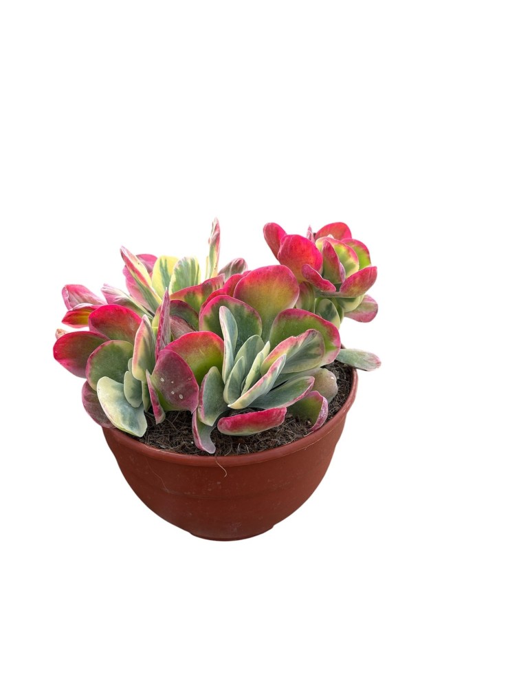 KALANCHOE thyrsiflora