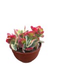 KALANCHOE thyrsiflora