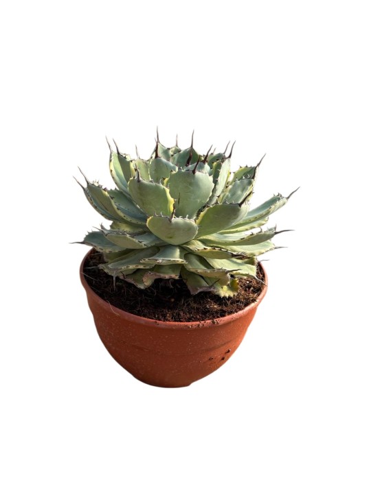 AGAVE Kissho Kan