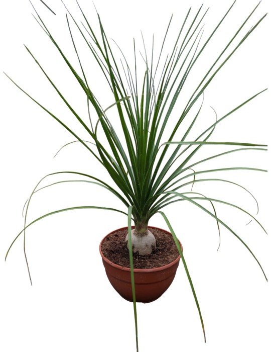 NOLINA beldingii