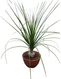 NOLINA beldingii