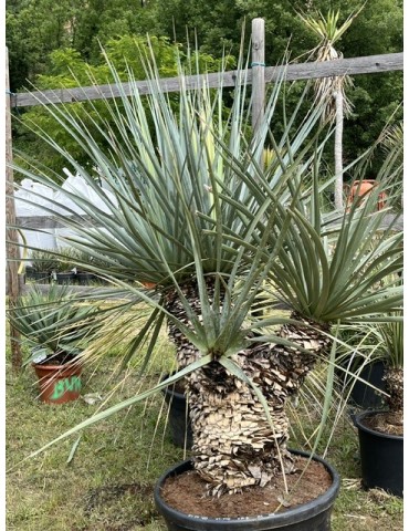 Nolina nelsonii