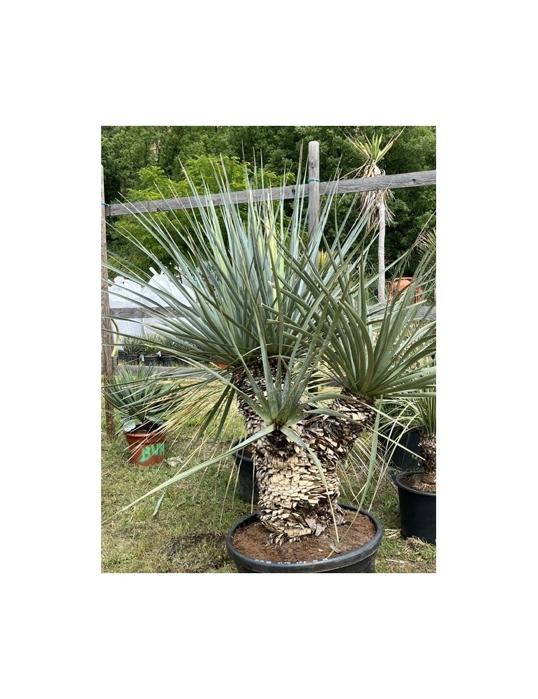 Nolina nelsonii