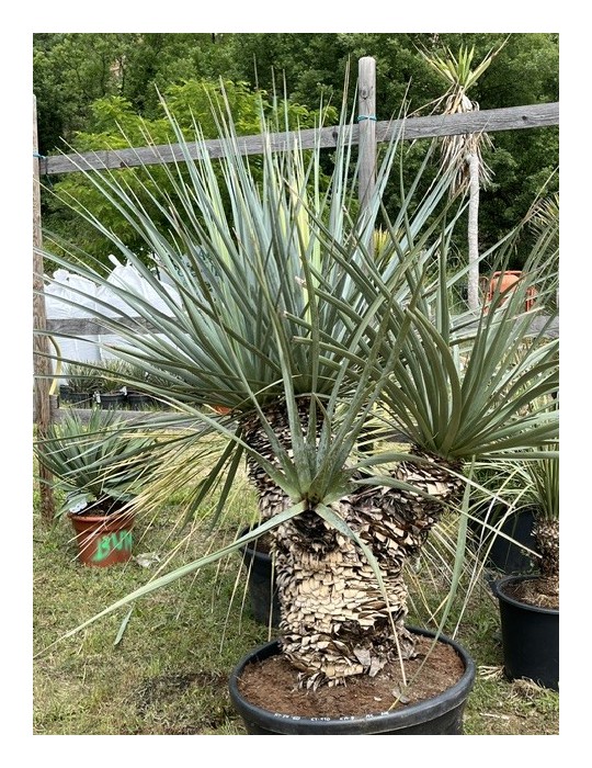 Nolina nelsonii