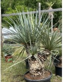 Nolina nelsonii