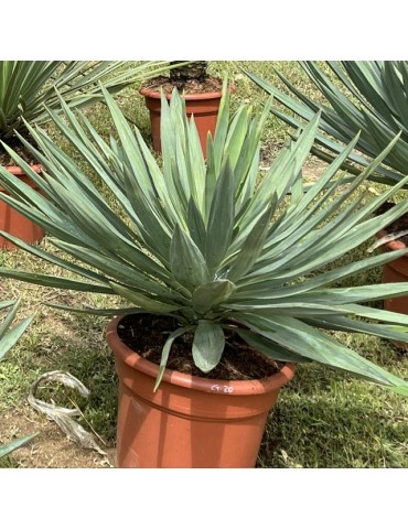 YUCCA gloriosa