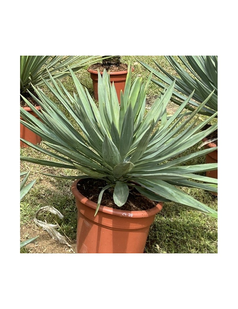 YUCCA gloriosa