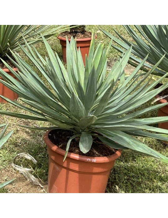 YUCCA gloriosa