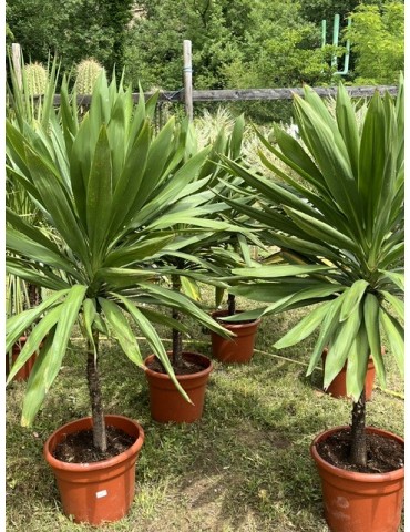 CORDYLINE australis Emerald star "Broadsword"
