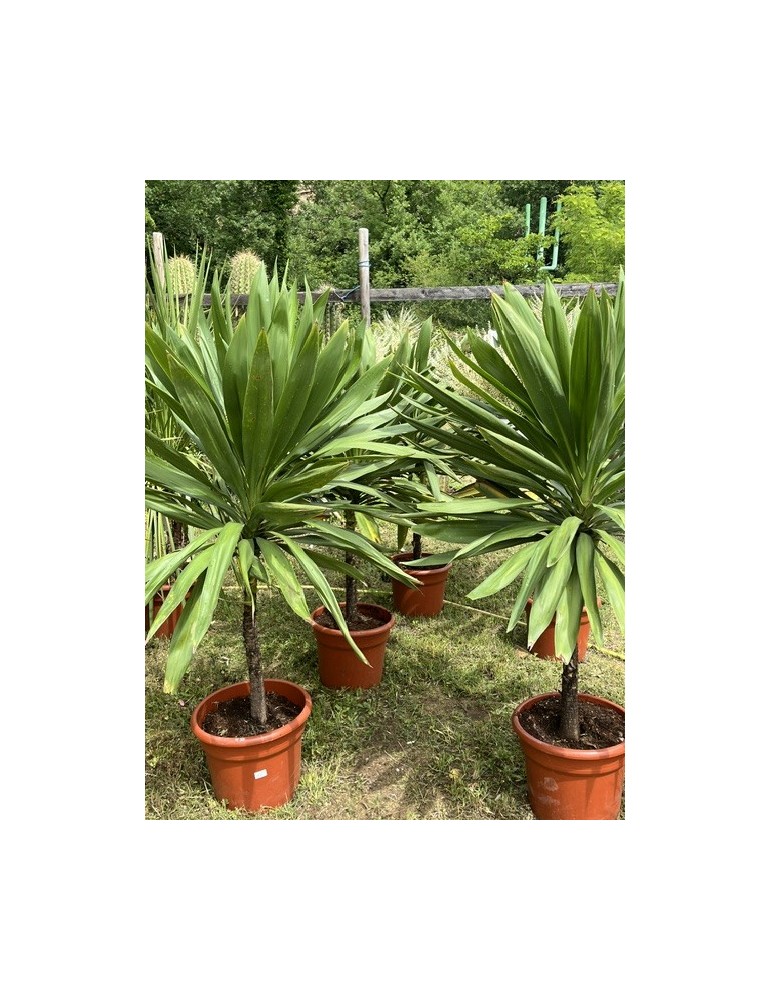 CORDYLINE australis Emerald star "Broadsword"