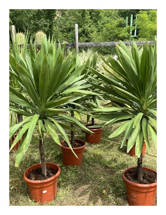 CORDYLINE australis Emerald star "Broadsword"