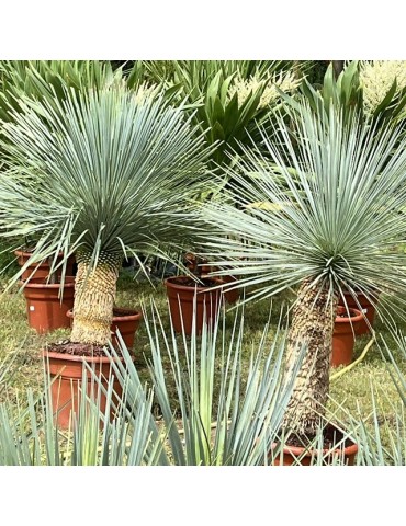 YUCCA linearis