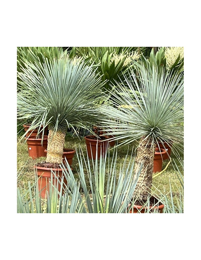 YUCCA linearis