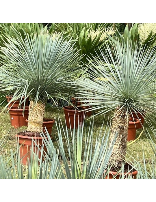 YUCCA linearis