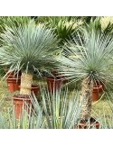 YUCCA linearis