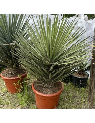YUCCA treculeana