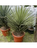 YUCCA treculeana