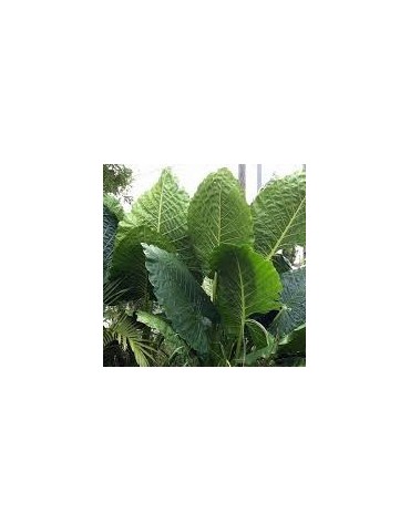 ALOCASIA macrorrhiza 'Bornéo Giant'