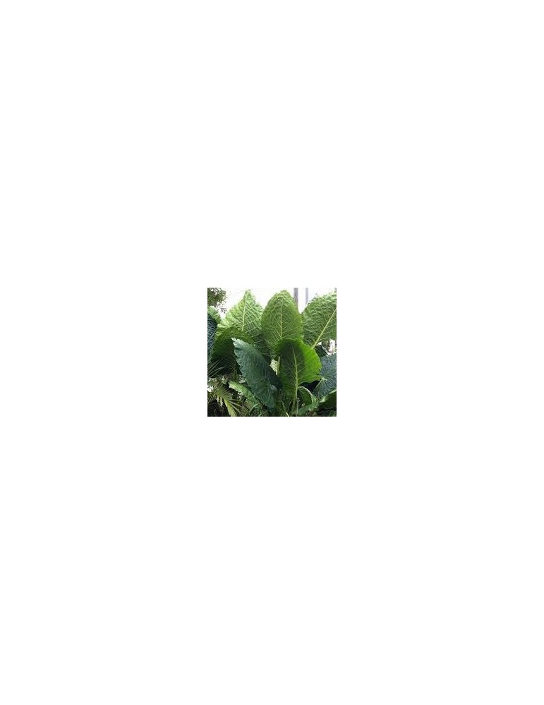 ALOCASIA macrorrhiza 'Bornéo Giant'