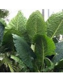 ALOCASIA macrorrhiza 'Bornéo Giant'