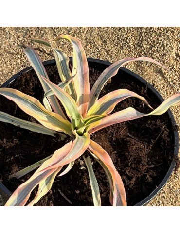 YUCCA gloriosa  citrus twist (r)