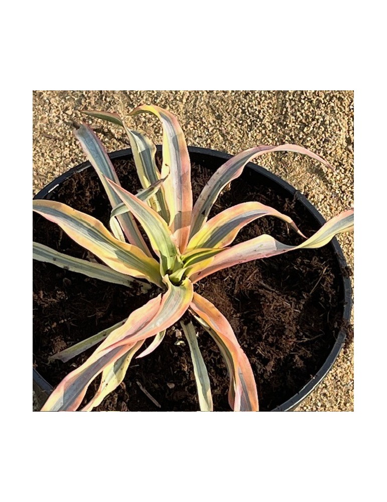YUCCA gloriosa  citrus twist (r)
