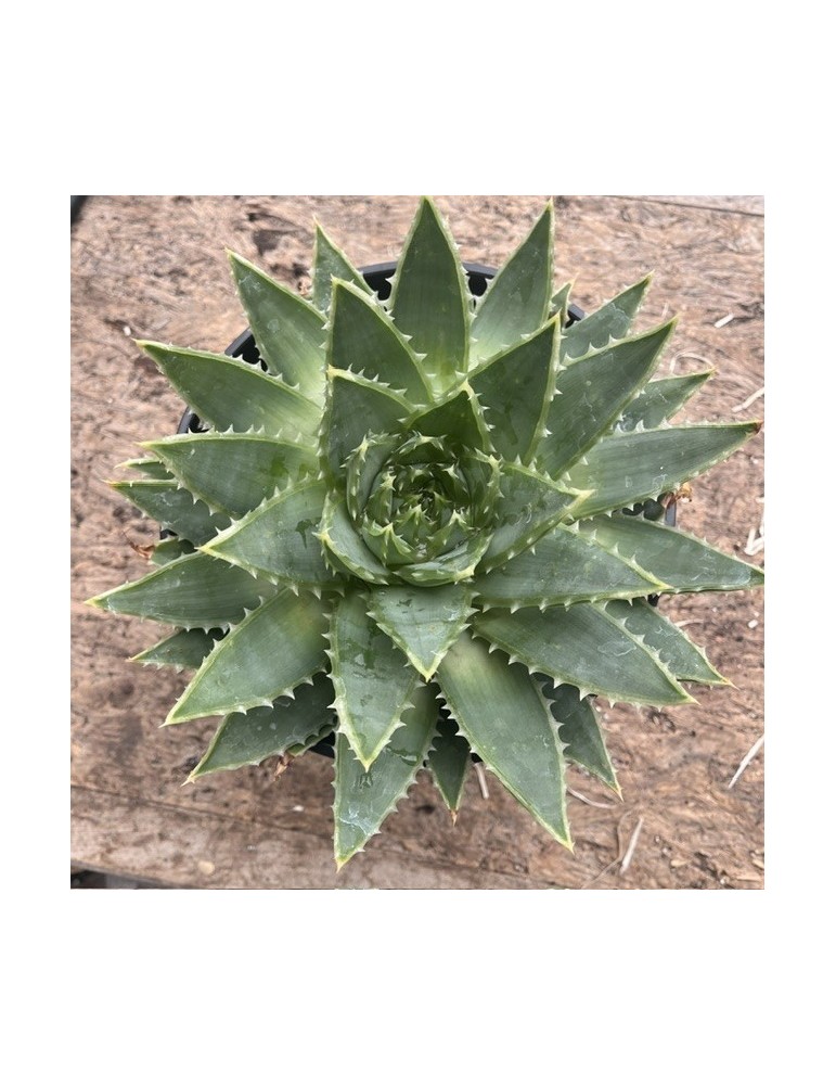 ALOE polyphylla