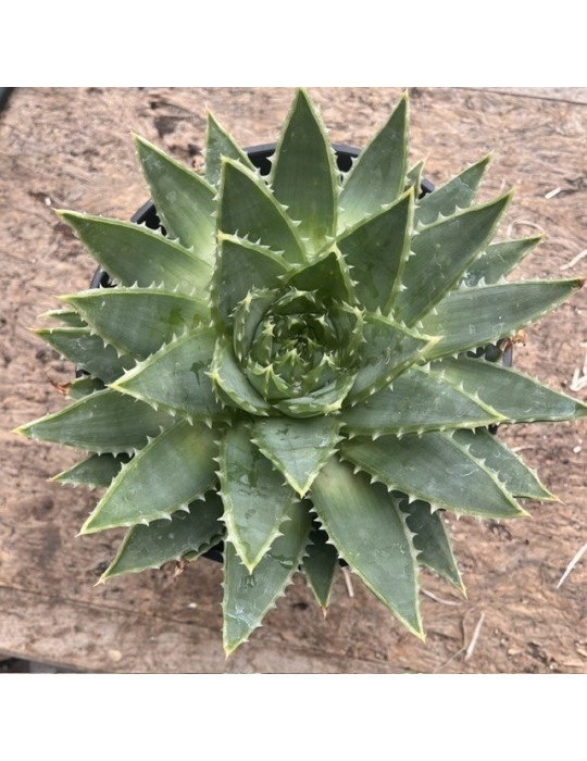 ALOE polyphylla