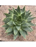 ALOE polyphylla