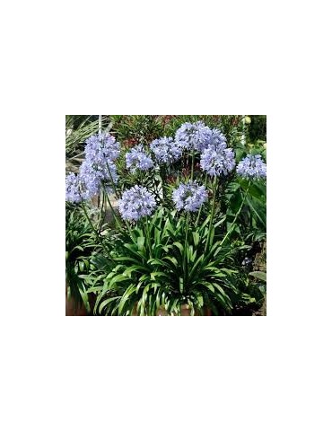 AGAPANTHUS donau