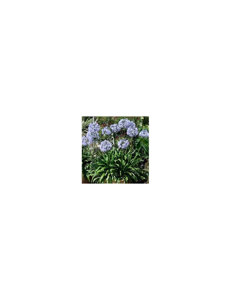 AGAPANTHUS donau