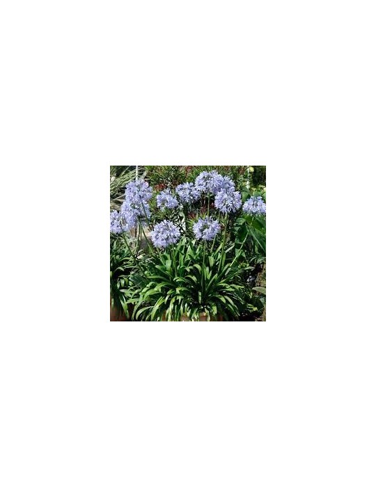 AGAPANTHUS donau