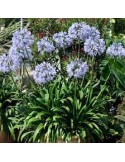 AGAPANTHUS donau