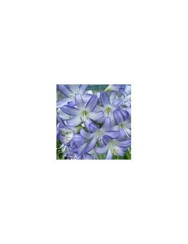 AGAPANTHUS sp Sea Breeze ®