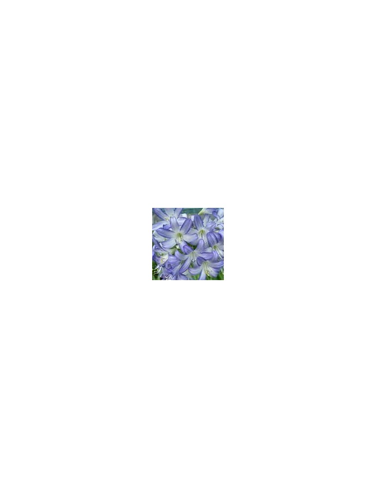 AGAPANTHUS sp Sea Breeze ®