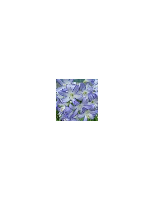 AGAPANTHUS sp Sea Breeze ®