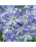 AGAPANTHUS sp Sea Breeze ®