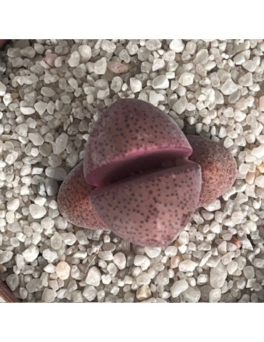 Pleiospilos nelii 'Rubra' : une plante succulente rare au charme minér