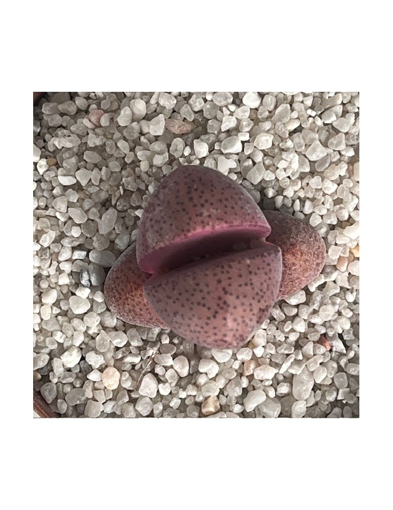 Pleiospilos nelii 'Rubra' : une plante succulente rare au charme minér