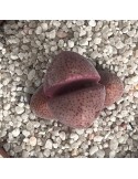 Pleiospilos nelii 'Rubra' : une plante succulente rare au charme minér